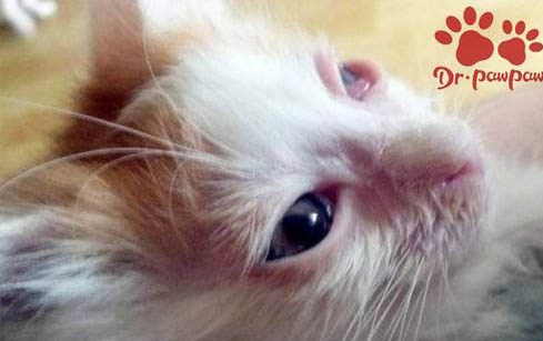 猫咪流口水口臭是什么原因