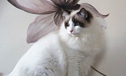 猫咪不吃东西无精打采