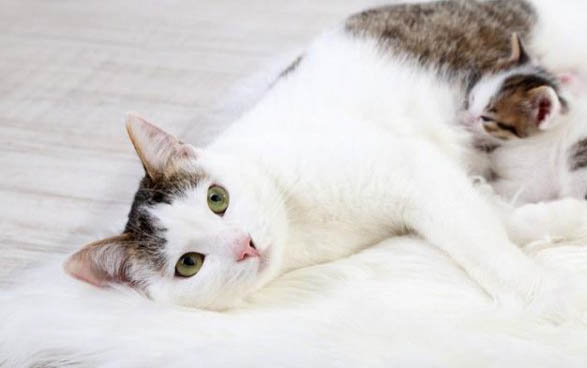 小猫咪能吃火腿肠吗