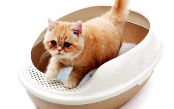 刚买的小猫吐了怎么办啊
