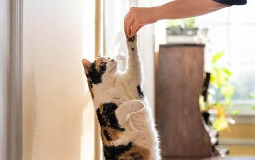 猫咪没有心跳和呼吸怎么救活呢