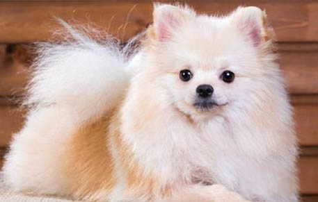 纯种博美犬的特征