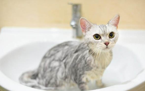 猫咪讨厌一个人会有哪些表现
