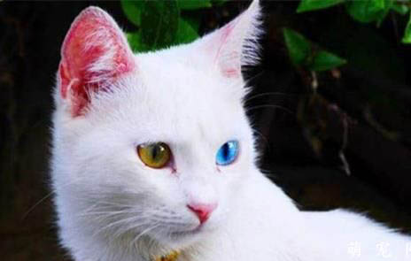 土耳其梵猫到处尿的原因及处理方法