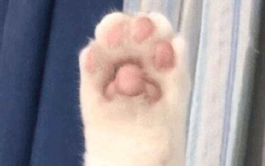 猫身上寄生虫有哪些
