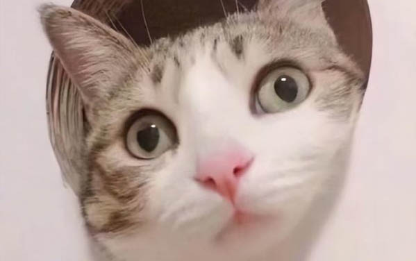 猫肚子起伏急促