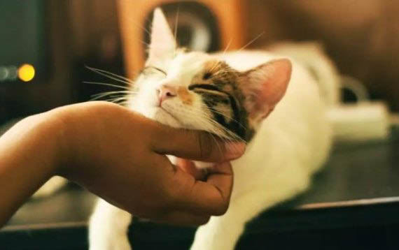 猫卵磷脂多久喂一次