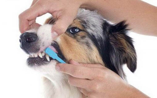 狗狗得狂犬病潜伏期是多久