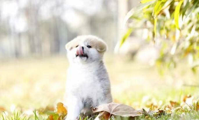 怎样判断幼犬是否健康