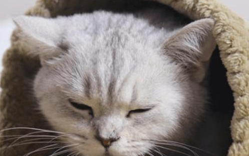 猫咪不舒服的症状有哪些?