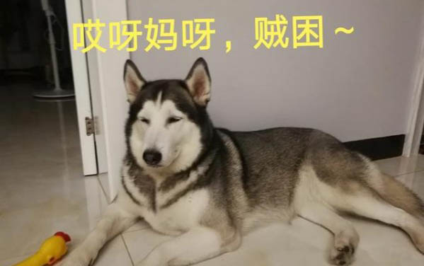 小狗狗感染细小病毒犬瘟怎么办
