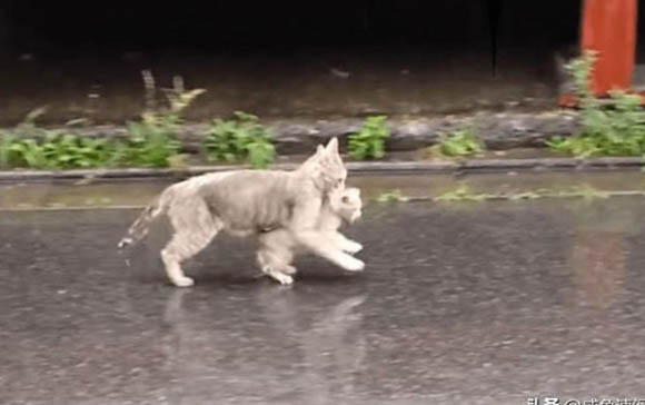 主人不在家猫咪会自己生产吗
