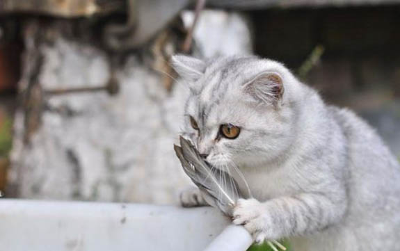 猫咪生完宝宝吃什么补充营养最好
