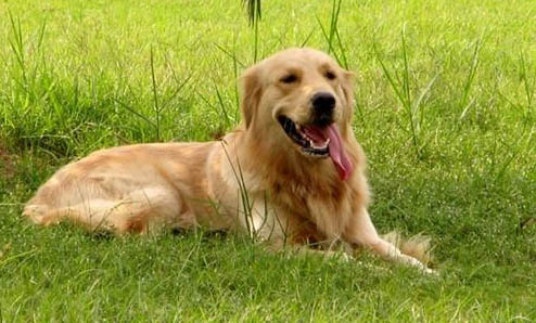 金毛犬突然四肢无力站不起来怎么回事