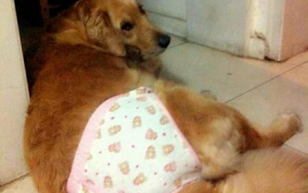 狗狗肠胃炎有哪些症状
