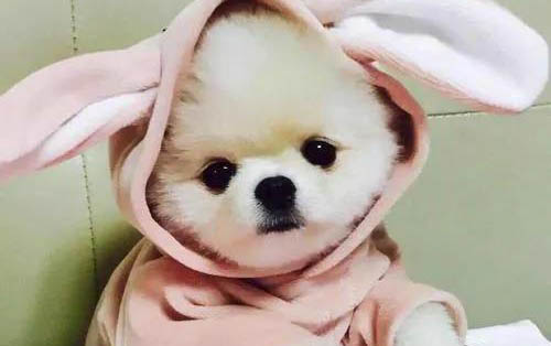 猫咪受到惊吓多久可以恢复?