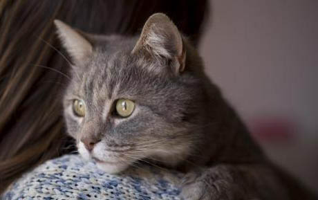 给小猫正常人工喂奶多少毫升适合