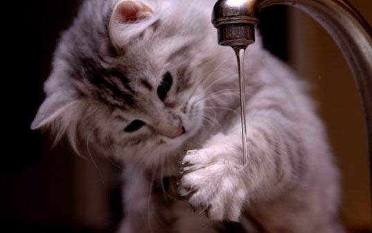 猫咪不吃不喝能活多久