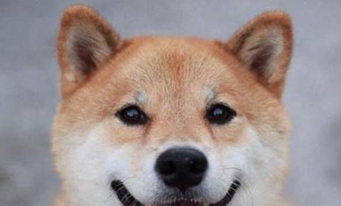 柴犬一个月吃多少狗粮
