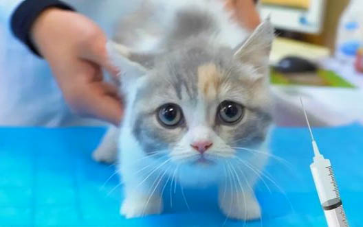 小猫眼屎多还一直打喷嚏这是为什么?