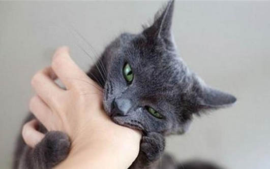 怎么教训猫咪做错事