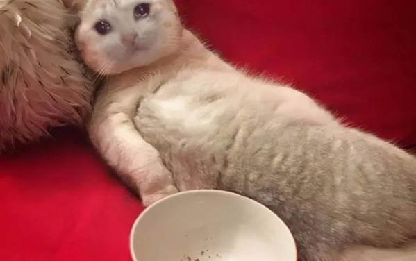 领养猫咪需要注意什么