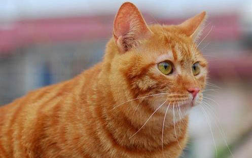 为什么有些猫咪长不大