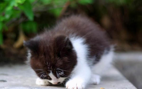 猫生过小猫后多久会再次发情