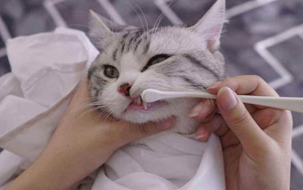 请问猫咪呕吐的原因及处理方法?