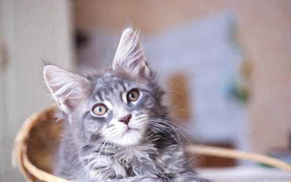 猫咪耳朵背面毛有点秃正常吗