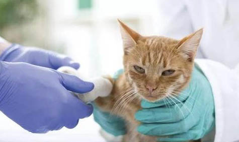请问猫咪呕吐的原因及处理方法?