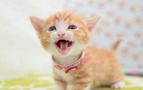 一个月小猫怎么分公母图片