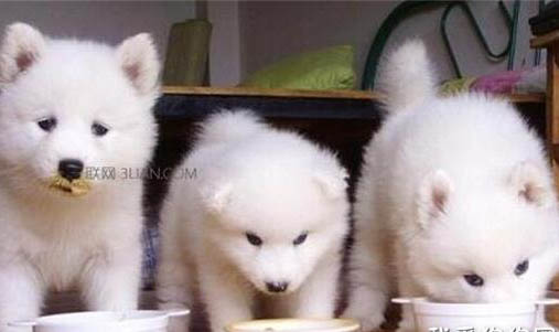 狗狗哀叫的6个原因