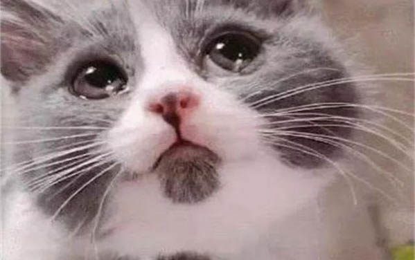 请问猫咪呕吐的原因及处理方法？