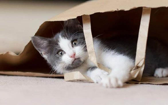 猫咪怀孕多久能检查出来