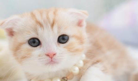 请问猫咪呕吐的原因及处理方法？