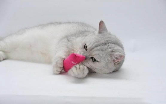 猫咪一直流眼泪是为什么