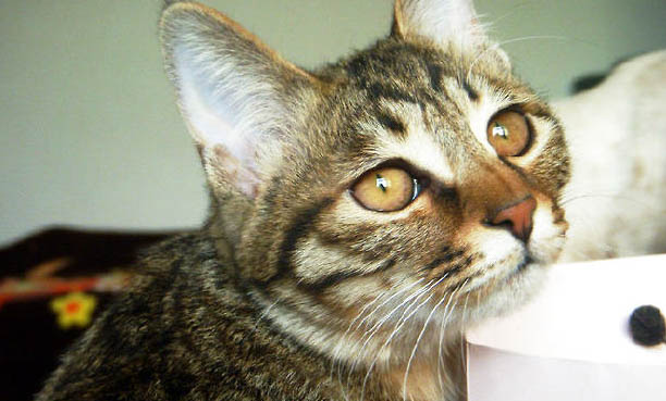 猫咪内脏出血会自愈吗