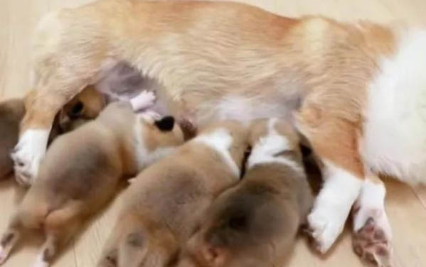狗狗为什么变胆小了呢
