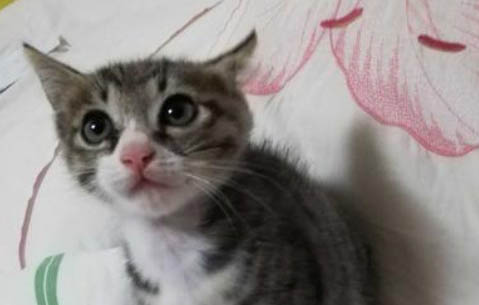 小奶猫正常粪便的样子