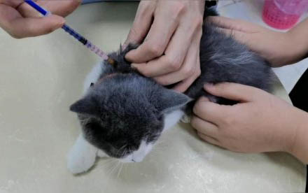 请问猫咪呕吐的原因及处理方法？