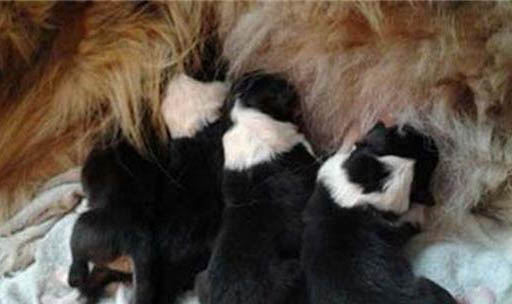 法斗幼犬如何吃狗粮视频教程