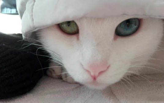 一个月的小猫咪可以吃西瓜吗