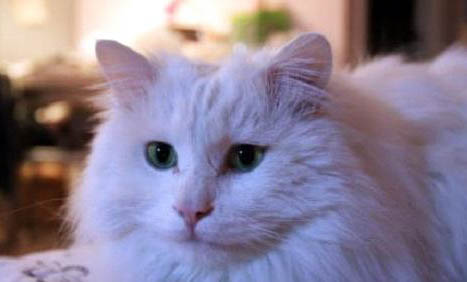 怎么知道猫咪配种是否成功?