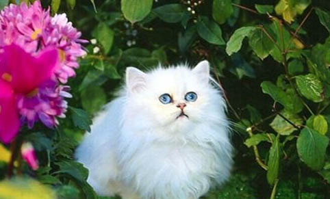 清水可以除猫咪耳螨嘛