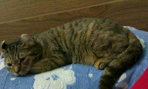 猫咪的智商相当于几岁的孩子