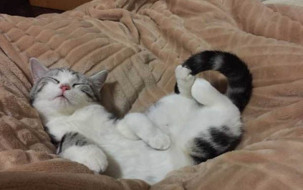小猫咪多久可以走路
