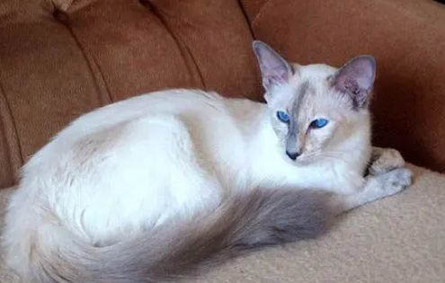 猫咪打喷嚏呕吐