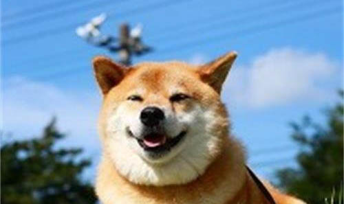 宠物柴犬会咬人吗？