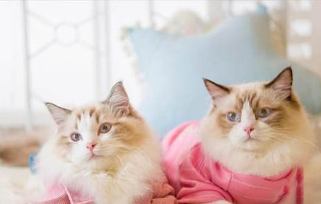 猫咪绝育后多久可以吃东西喝水？